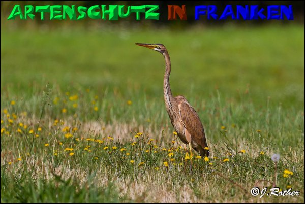 Copyright AiS - Johannes Rother Bild zum Eintrag (50481-160)