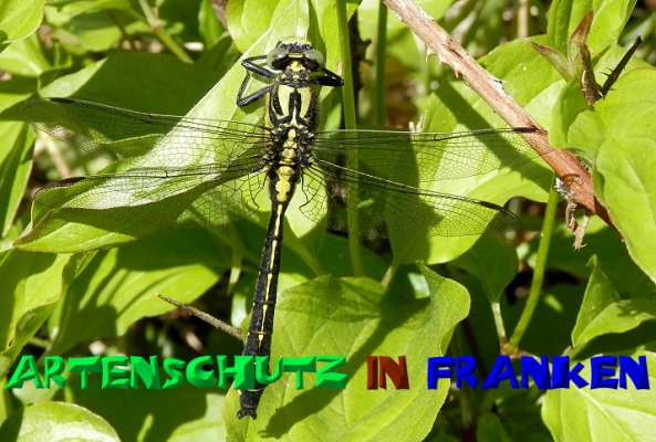Bild zum Eintrag (50575-160)