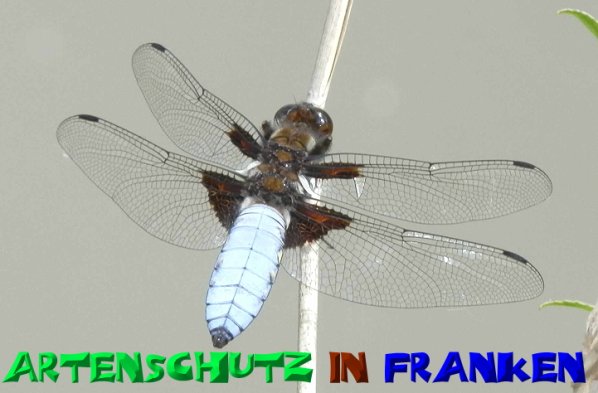 Copyright AiS- Albert Meier Bild zum Eintrag (50583-160)
