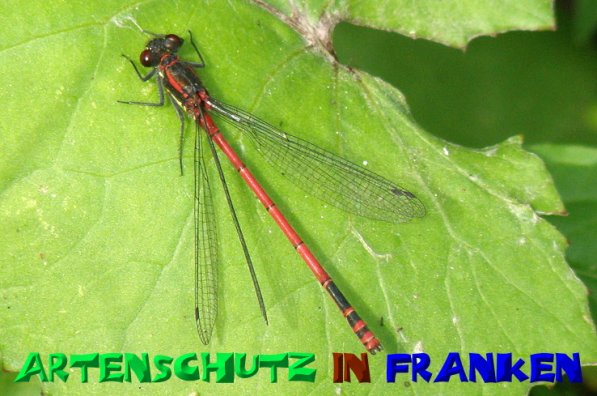 Bild zum Eintrag (50599-160)