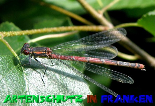 Bild zum Eintrag (50600-160)
