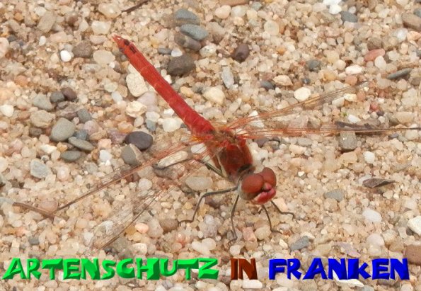 Copyright AiS- Albert Meier Bild zum Eintrag (50601-160)