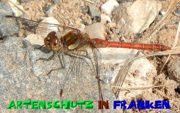 Copyright AiS- Albert Meier Bild zum Eintrag (50603-160)