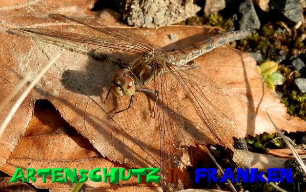 Copyright AiS- Albert Meier Bild zum Eintrag (50604-160)