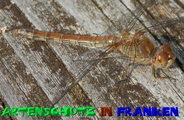 Copyright AiS- Albert Meier Bild zum Eintrag (50606-160)