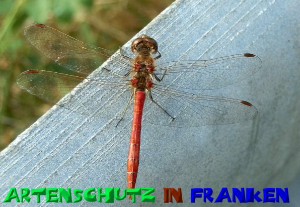 Copyright AiS- Albert Meier Bild zum Eintrag (50607-160)