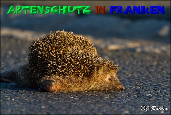 Bild zum Eintrag (50620-160)
