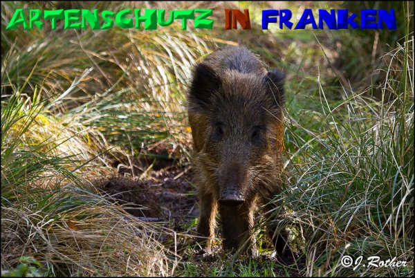 Copyright AiS-Johannes Rother Bild zum Eintrag (50650-160)