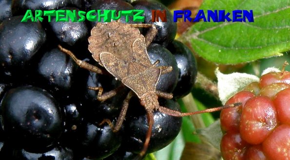 Copyright AiS- Albert Meier Bild zum Eintrag (50674-160)