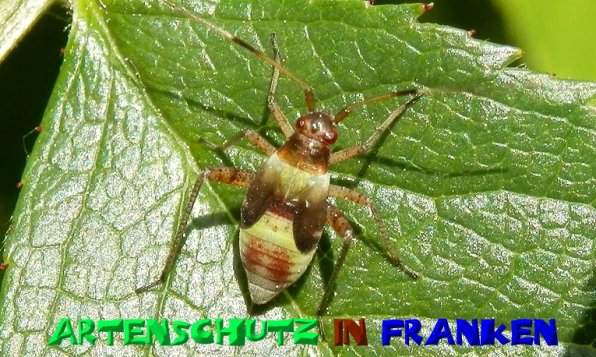 Copyright AiS- Albert Meier Bild zum Eintrag (50683-160)