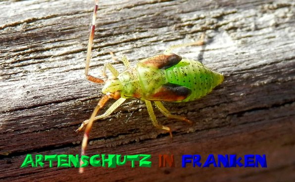 Copyright AiS- Albert Meier Bild zum Eintrag (50703-160)