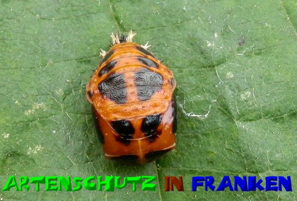 Copyright AiS- Albert Meier Bild zum Eintrag (50822-160)