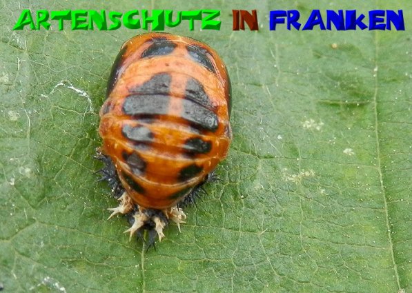 Copyright AiS- Albert Meier Bild zum Eintrag (50823-160)