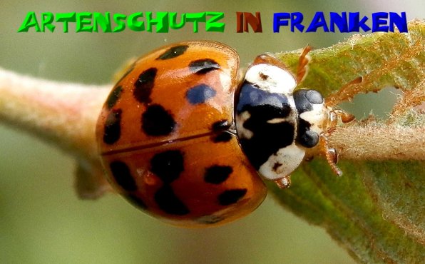 Copyright AiS- Albert Meier Bild zum Eintrag (50824-160)