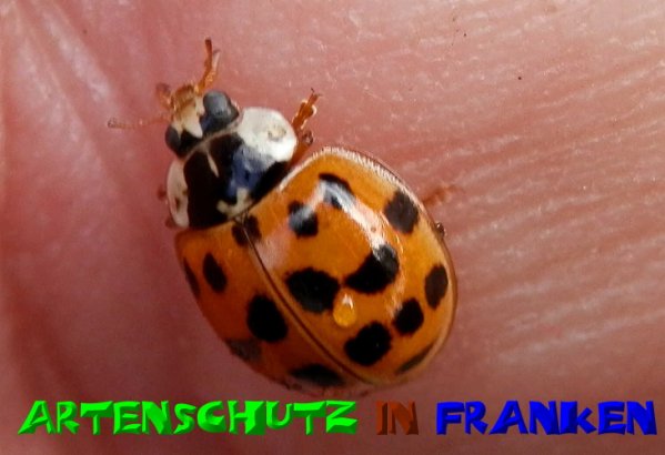 Copyright AiS- Albert Meier Bild zum Eintrag (50825-160)