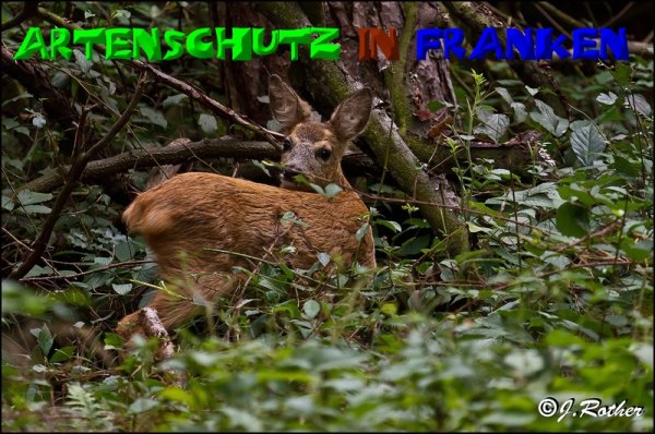 Copyright AiS-Johannes Rother Bild zum Eintrag (50879-160)