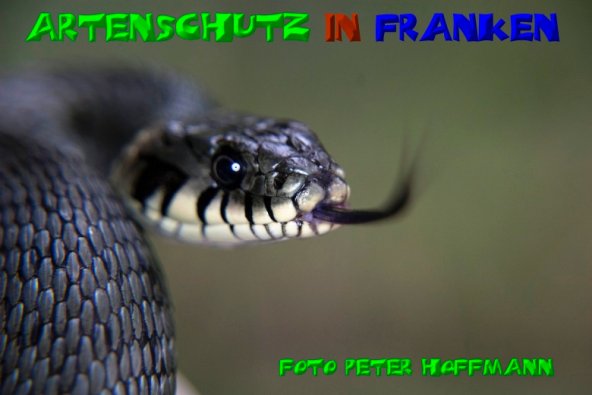 Copyright AiS - Peter Hoffmann Bild zum Eintrag (50894-160)