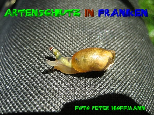 Copyright AiS - Peter Hoffmann Bild zum Eintrag (50901-160)