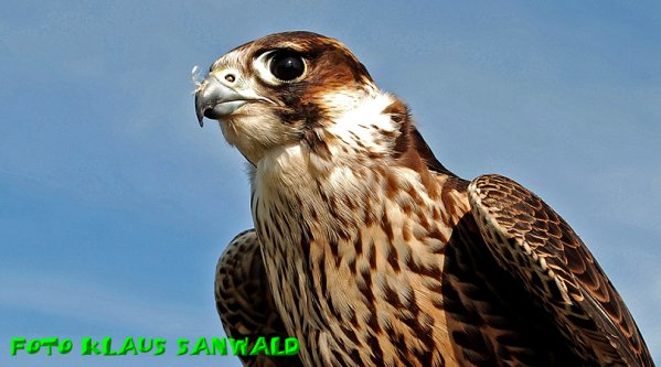 Copyright AiS - Klaus Sanwald Bild zum Eintrag (50908-160)