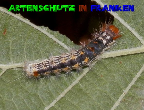 Bild zum Eintrag (50926-160)