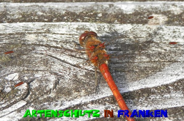 Copyright AiS- Albert Meier Bild zum Eintrag (50935-160)