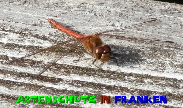 Copyright AiS- Albert Meier Bild zum Eintrag (50936-160)