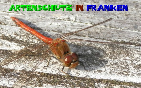 Copyright AiS- Albert Meier Bild zum Eintrag (50937-160)