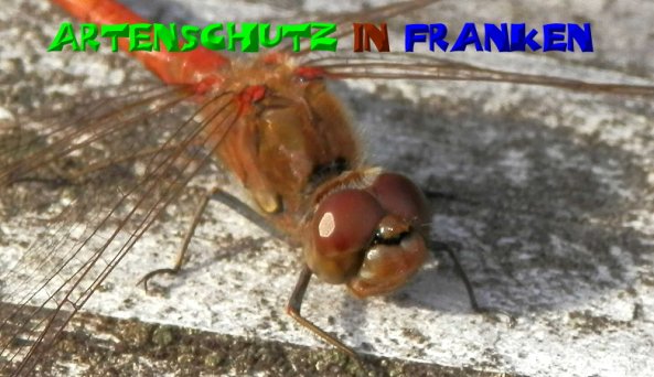 Copyright AiS- Albert Meier Bild zum Eintrag (50938-160)