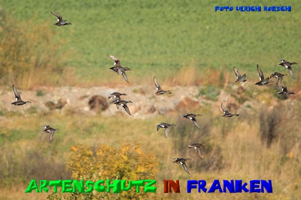 Copyright AiS- Ulrich Rösch Bild zum Eintrag (51000-160)
