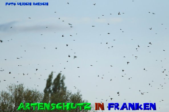 Copyright AiS- Ulrich Rösch Bild zum Eintrag (51002-160)