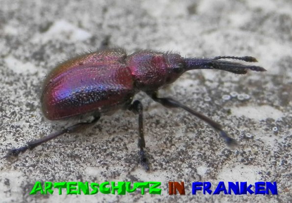 Copyright AiS- Albert Meier Bild zum Eintrag (51014-160)