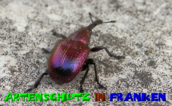 Copyright AiS- Albert Meier Bild zum Eintrag (51015-160)