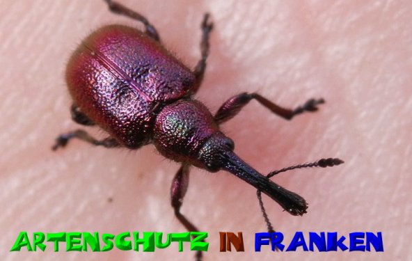 Bild zum Eintrag (51017-160)