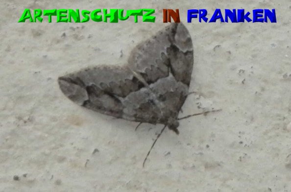 Copyright AiS- Albert Meier Bild zum Eintrag (51026-160)
