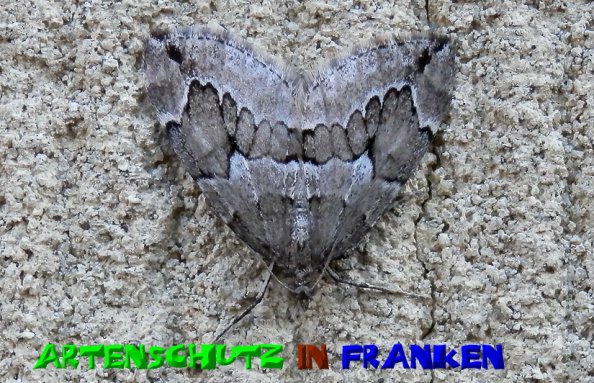 Copyright AiS- Albert Meier Bild zum Eintrag (51059-160)