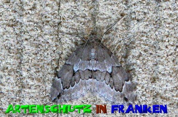 Copyright AiS- Albert Meier Bild zum Eintrag (51060-160)