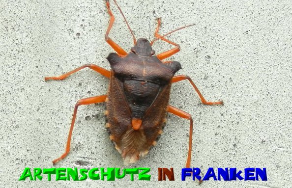 Copyright AiS- Albert Meier Bild zum Eintrag (51065-160)