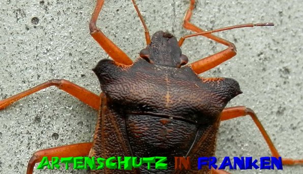 Copyright AiS- Albert Meier Bild zum Eintrag (51067-160)