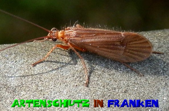 Copyright AiS- Albert Meier Bild zum Eintrag (51070-160)