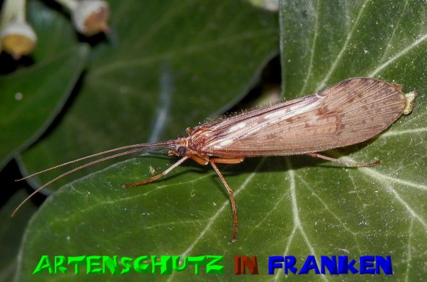 Copyright AiS- Albert Meier Bild zum Eintrag (51071-160)