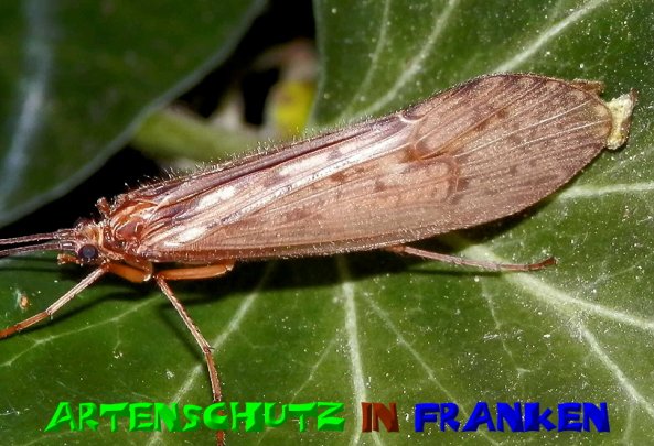 Copyright AiS- Albert Meier Bild zum Eintrag (51072-160)
