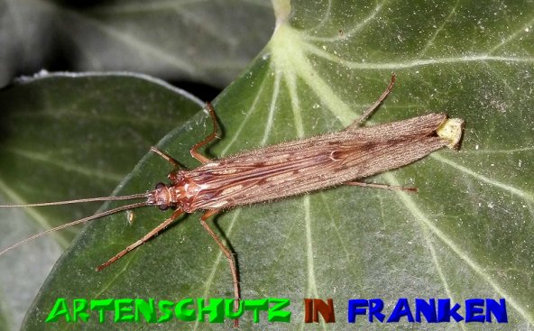 Copyright AiS- Albert Meier Bild zum Eintrag (51074-160)
