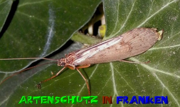 Copyright AiS- Albert Meier Bild zum Eintrag (51075-160)