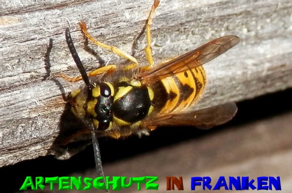 Copyright AiS- Albert Meier Bild zum Eintrag (51083-160)
