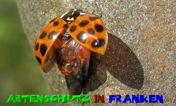 Copyright AiS- Albert Meier Bild zum Eintrag (51087-160)