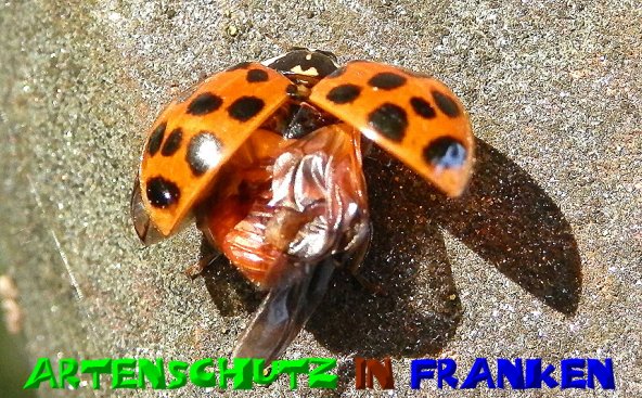 Copyright AiS- Albert Meier Bild zum Eintrag (51088-160)