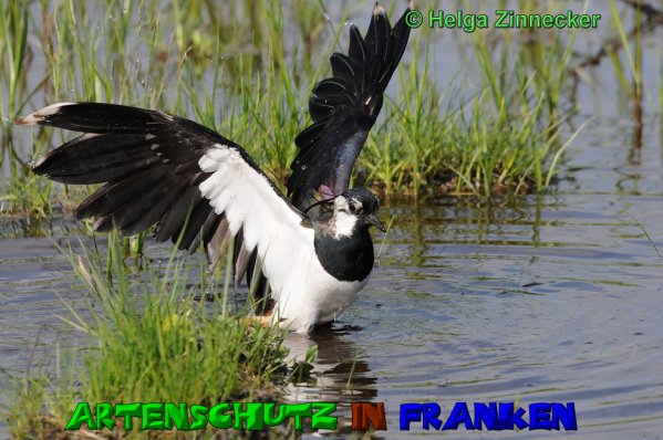 Copyright AiS Helga Zinnecker Bild zum Eintrag (51101-160)