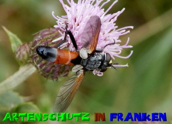 Copyright AiS- Albert Meier Bild zum Eintrag (51234-160)