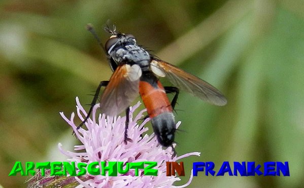 Copyright AiS- Albert Meier Bild zum Eintrag (51235-160)