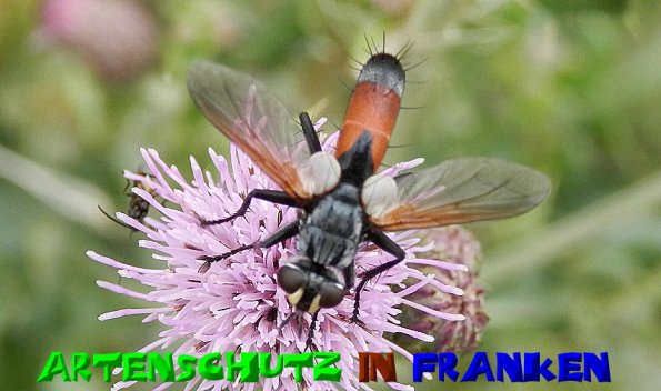 Copyright AiS- Albert Meier Bild zum Eintrag (51236-160)